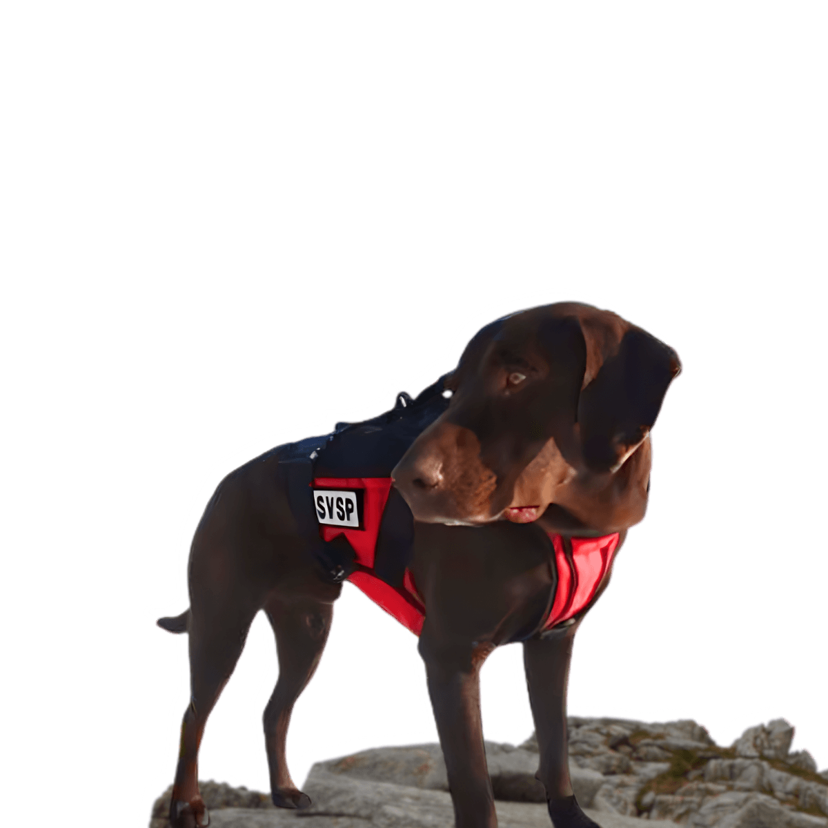 Program name: K9 Piper Kit Program – Gear Up, Protect Lives